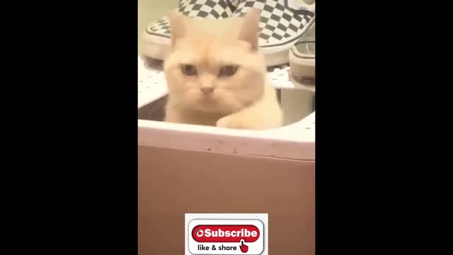 Cat funny video