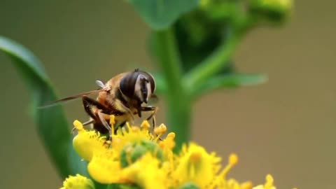 #beutiful #flowers #insect #beauty 🌻🌸🙏😎