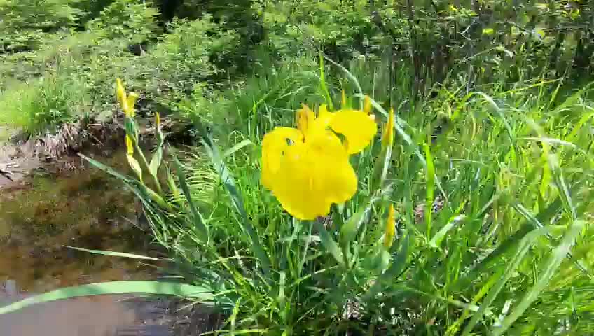 Yellow Iris