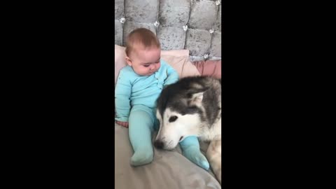 The Amazing 2 Year Story Of My Baby & Husky Becoming Best Friends! [UNSEEN CLIPS]