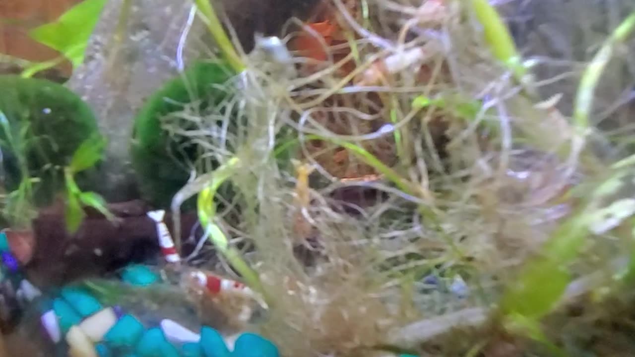 fresh water shrimps, Caridina. 2