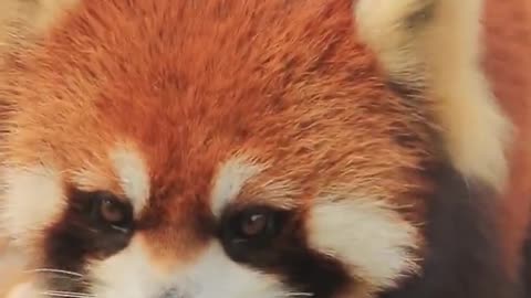 Little fox little panda