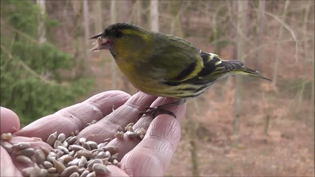 songbird is eating from a hand