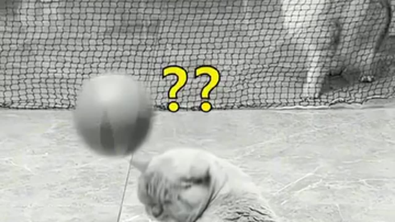Funny cat video