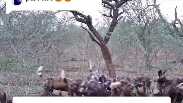 wild dog vs wildbeest 2