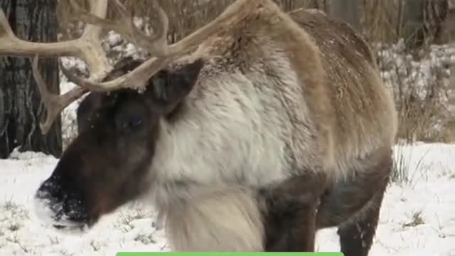 Here's why Santa's reindeer are an all-girl band!