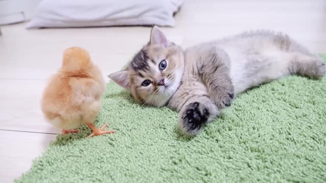 Looking back on how kitten Kiki met tiny chicks for the first time