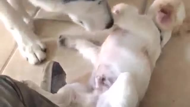con razón yo dije ese perrito se m hace conocido@😁