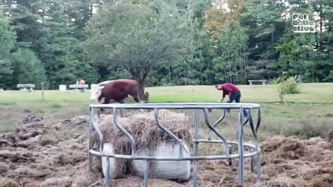 Funniest Farm Animals