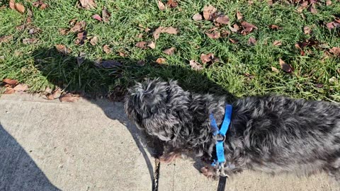 Hachie Last Walk with Grandpa