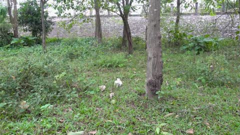 Baby monkey funni and cute baby bunny rabbit