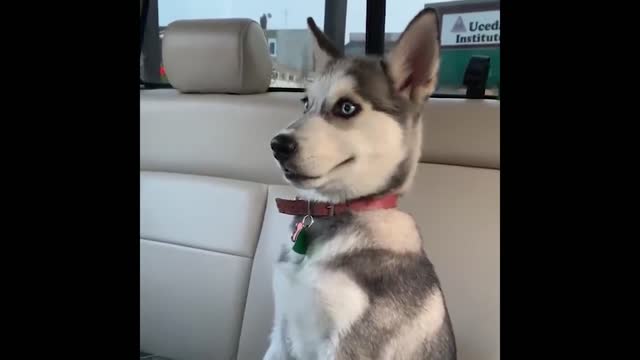 Cute and Funny Cat Dog