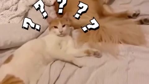 Funny cat and dog video