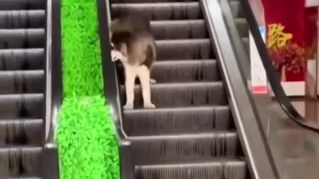 #Dogs #funnyvideos