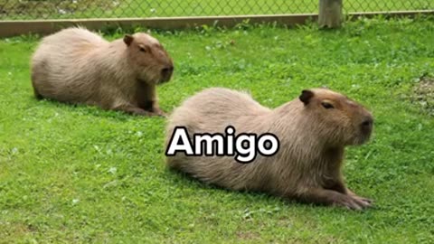 Funny capybara