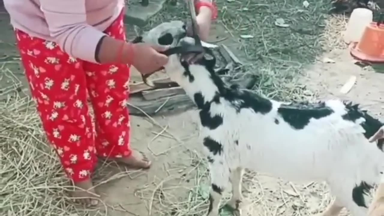 funny goat caught in a trap