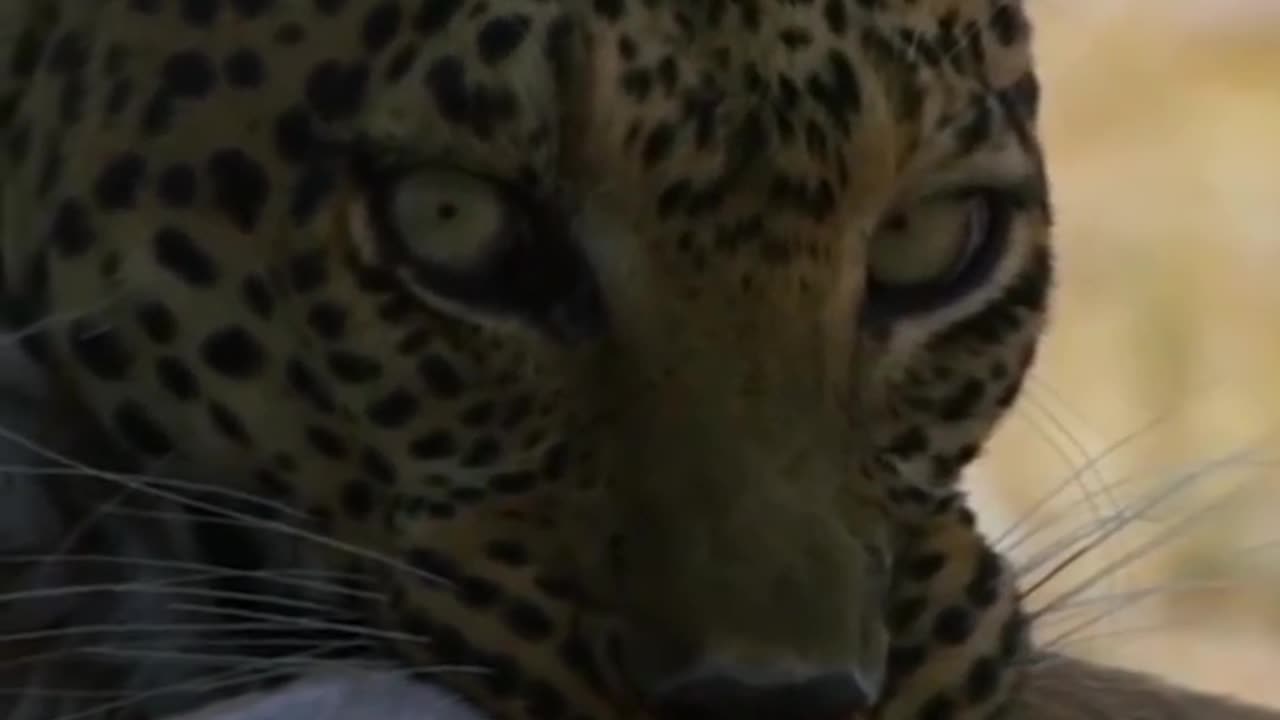 Leopard video