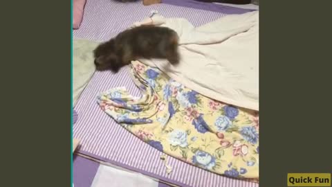 Dogs and Cats, Baby Pets Funny Videos