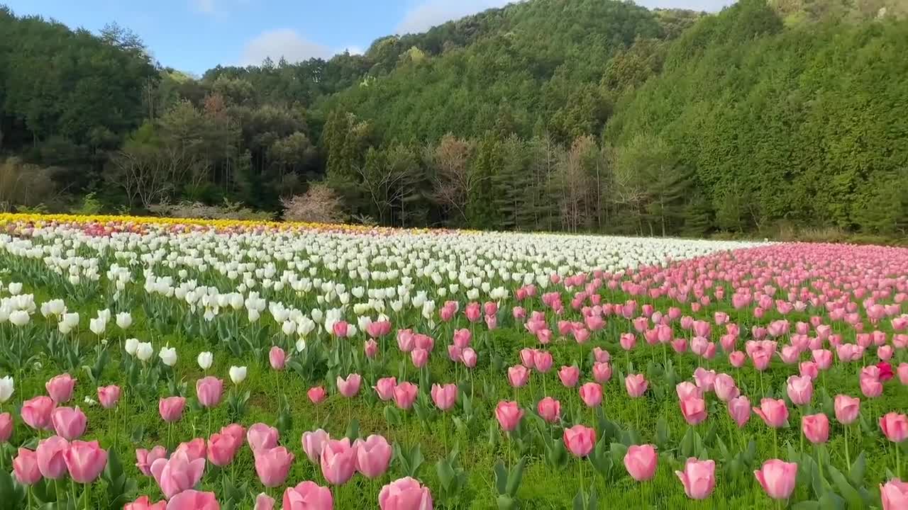 Romantic tulips