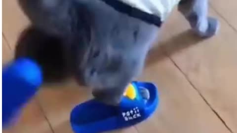 CAT WITH SLIPPERS 😎😂