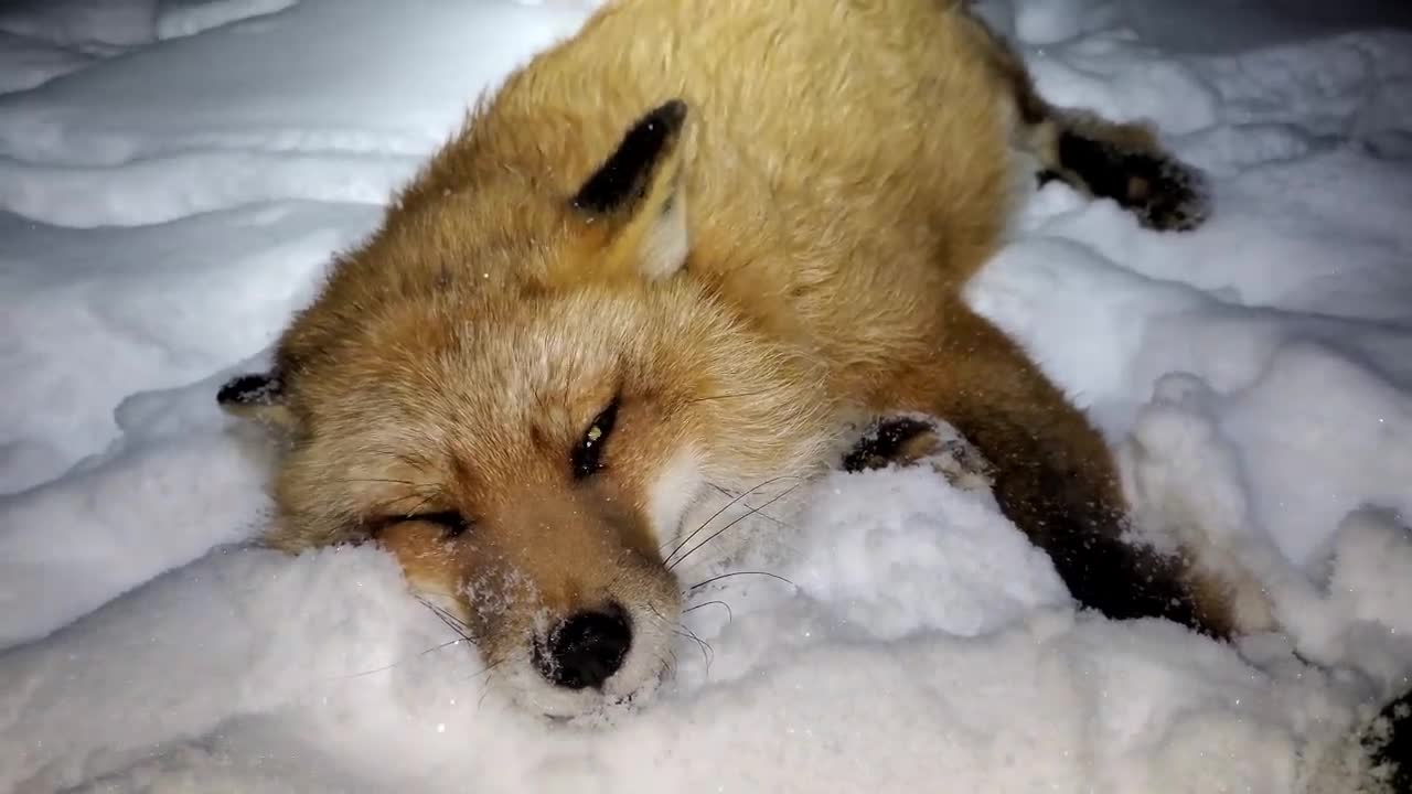Finnegan's foxes and cat play in the snow! A surprise visit from a border collie!