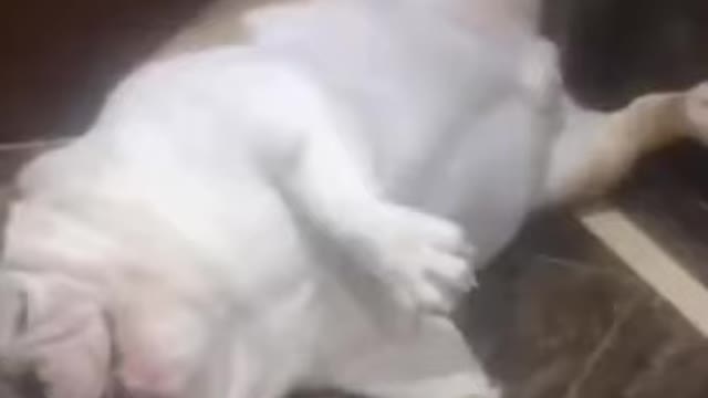 funny dog snoring