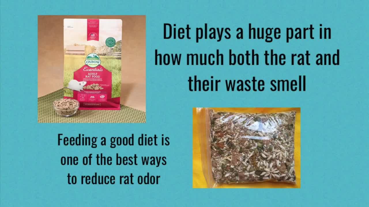 Tips & Tricks for Managing and Reducing Pet Rat Smell
