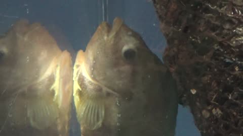 Lumpfish