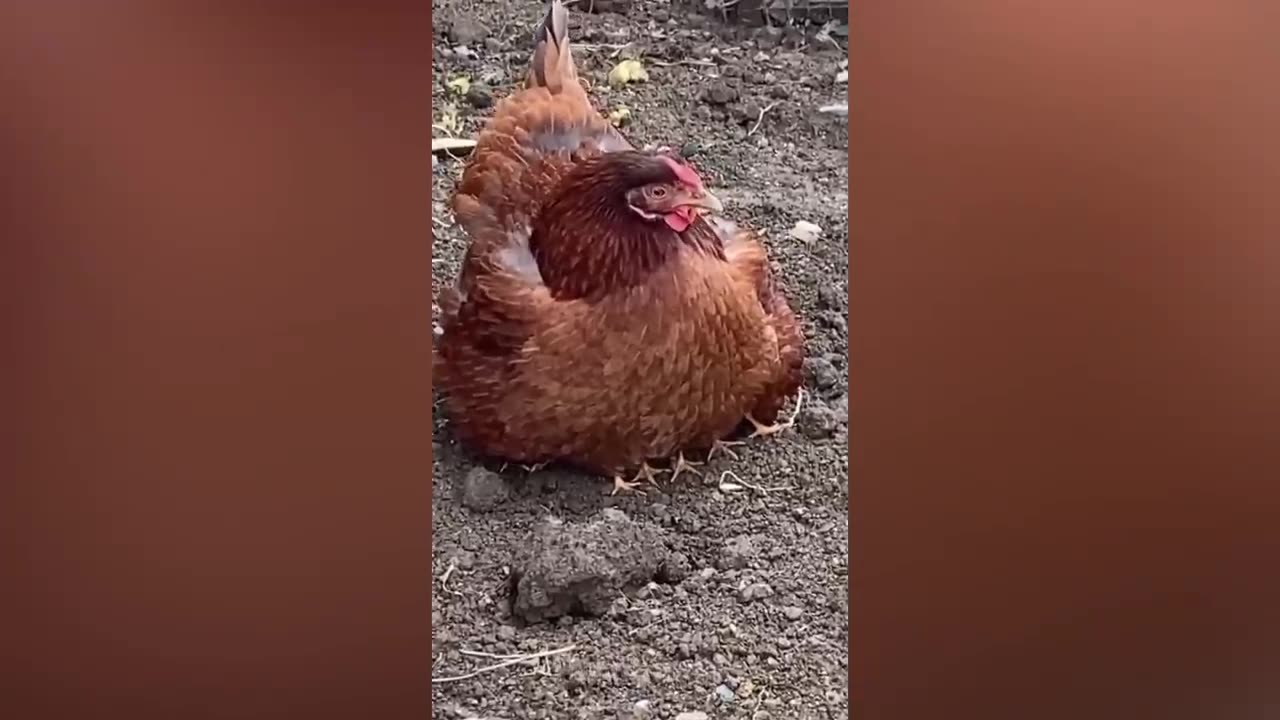 Chicken Wants To Bite Dog🐔🐶 - Funny Scared Dogs Reaction