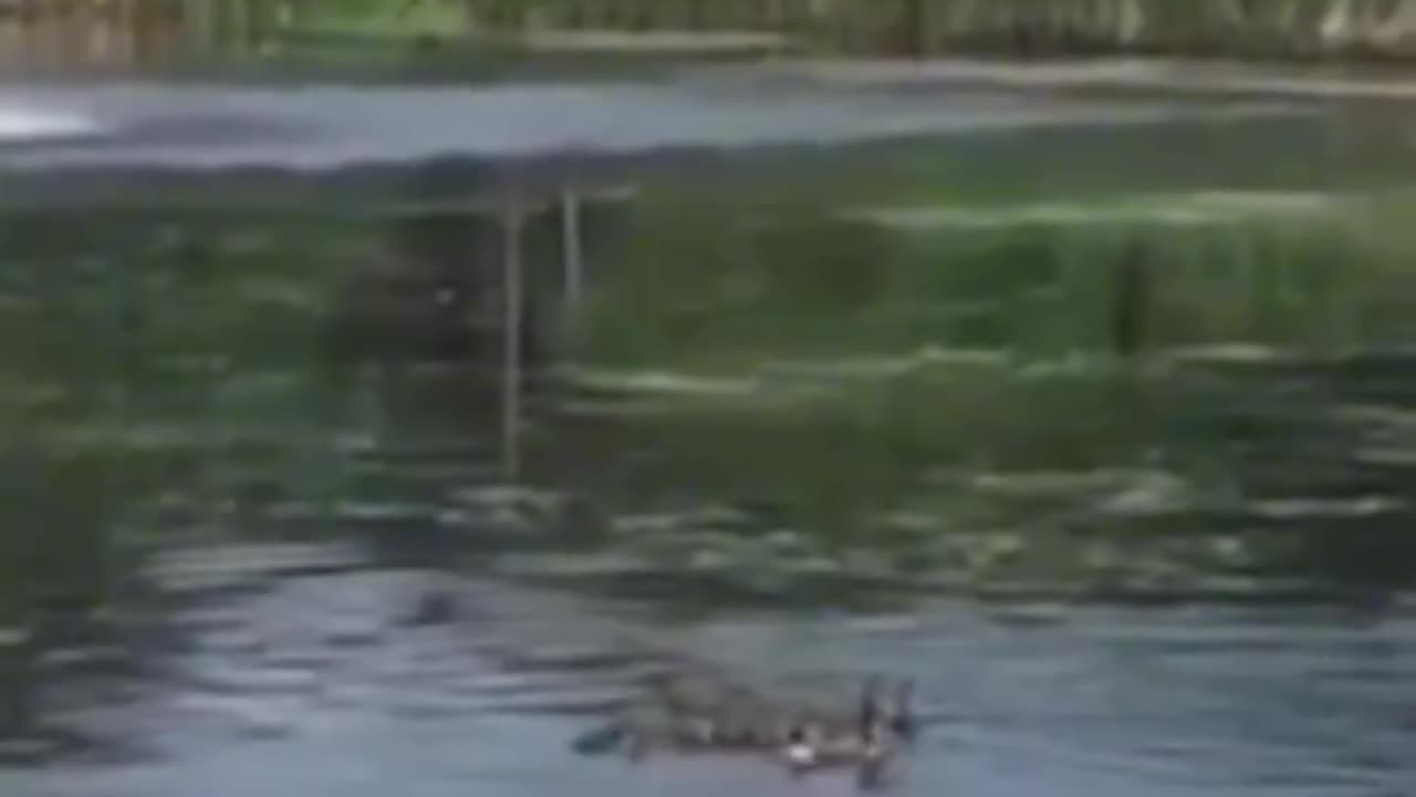 The mother duck accepted the babies who lost their mothers among her own offspring