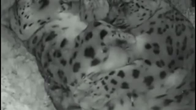 Are these two leopards husband and wife? They were sleeping in each other's arms