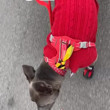 Dog walk in warm gear