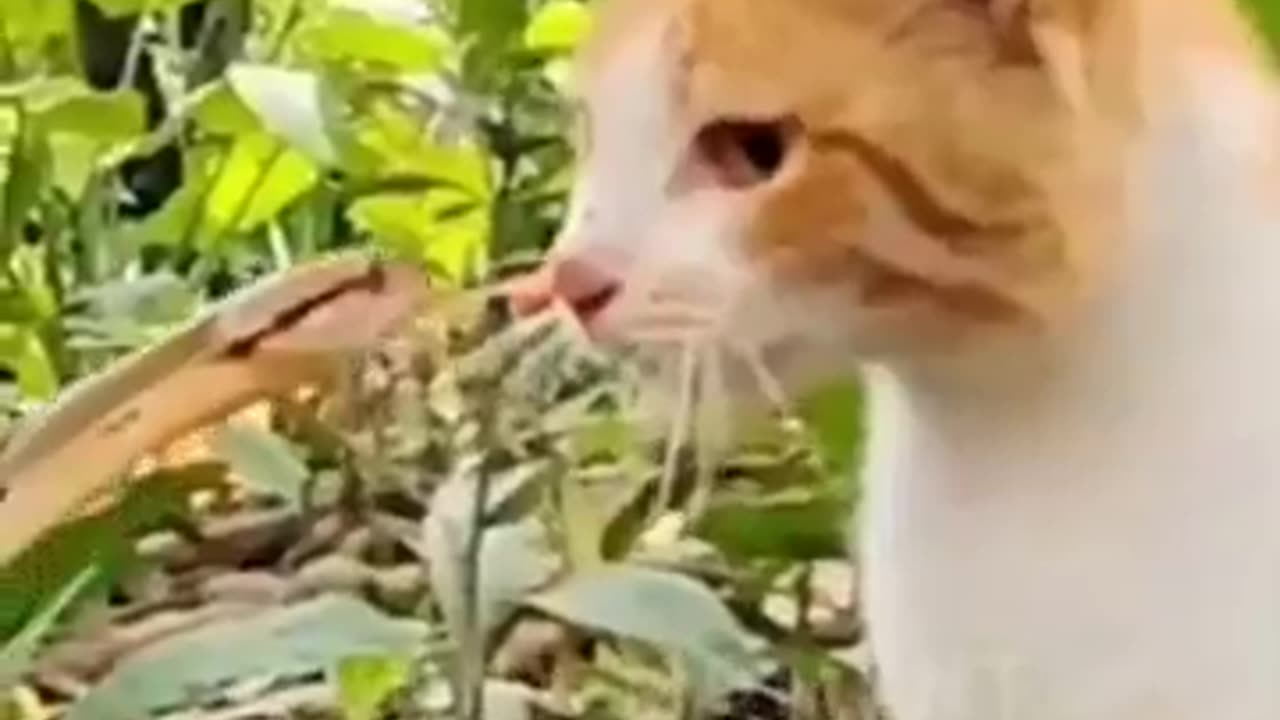 funniest cat