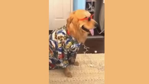 Funny animal video 😂 try not to laugh cute dog video