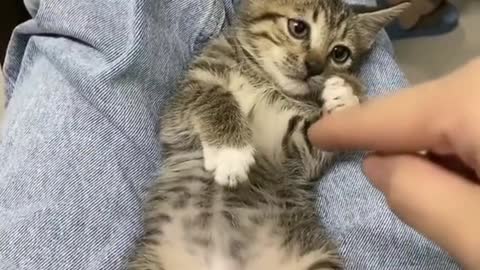 Hungry cat,funny videos cats.