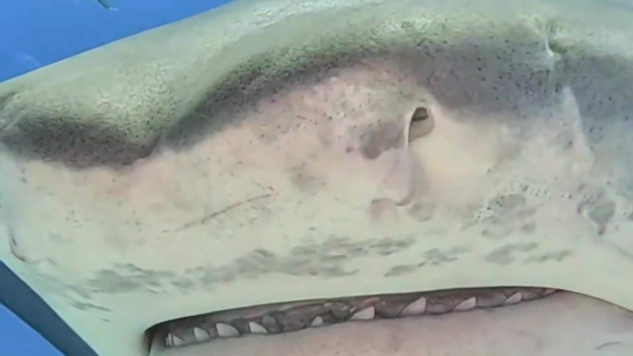 Shark in water 😱