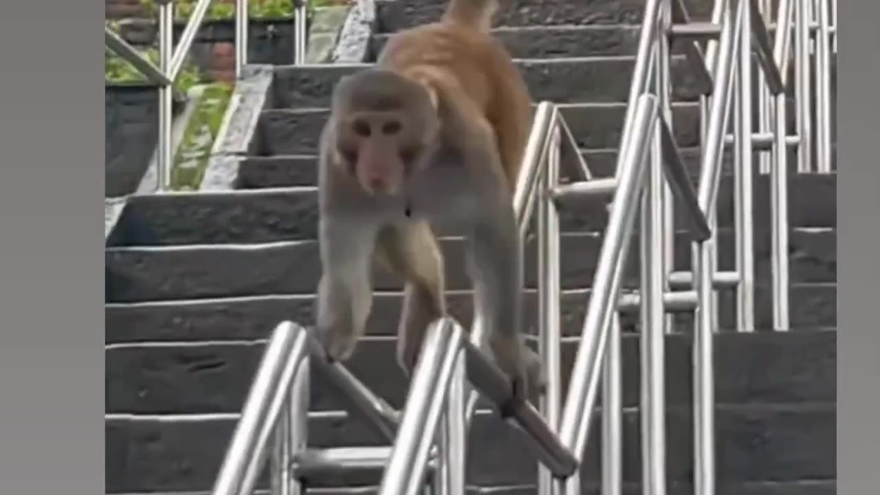 Enjoying Monkey
