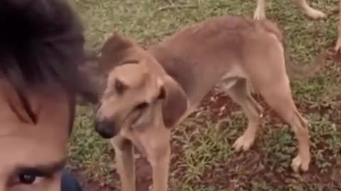 very funny cat and dogs compilation-😂😂😂😂😂😂😂- #short