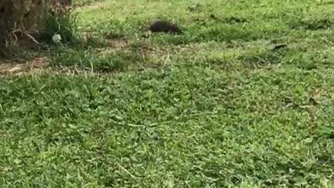 the garden mouse