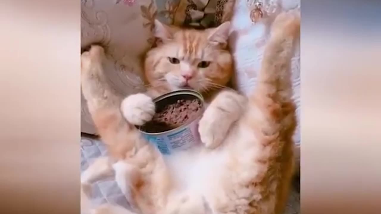 cat funny videos