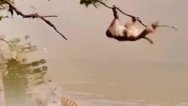 Monkey 🐒 and lion fun in the water