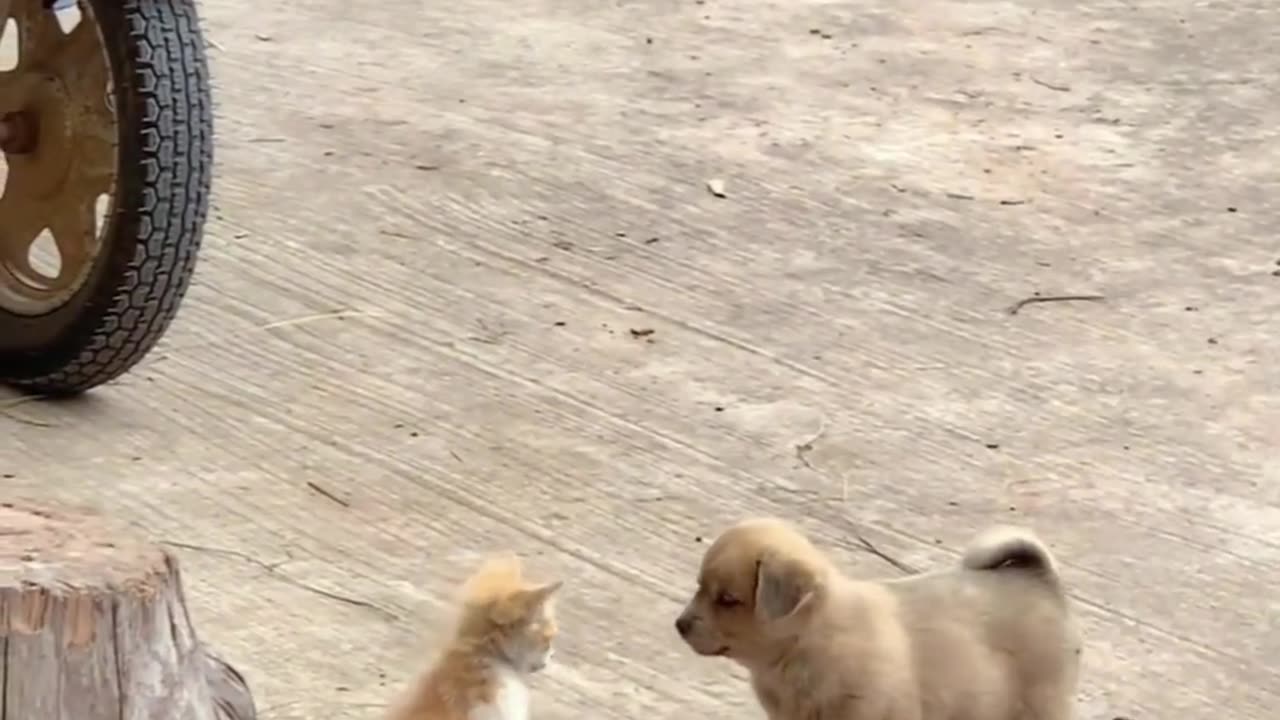 Lovely Cat with friend and dog puppy