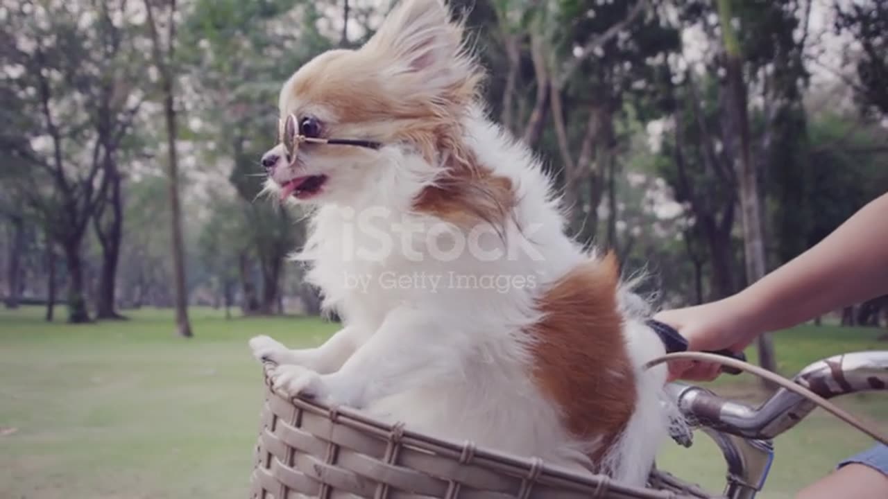 Dog enjoying traveling.