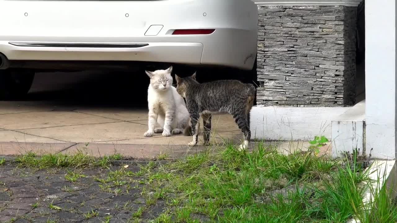 Two Black and White cats are ready to fight