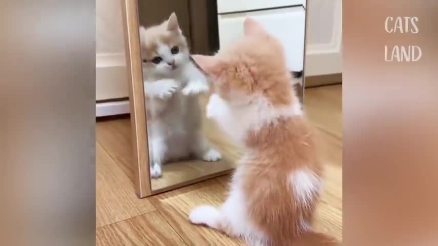 OMG So Cute Cats Best Funny Cat Videos 2021