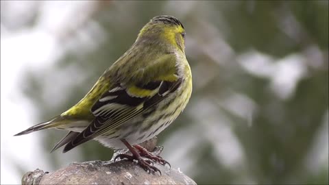 Bird and snow