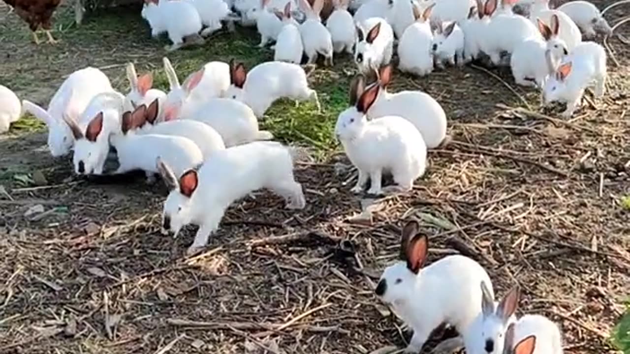 Beautiful rabbits