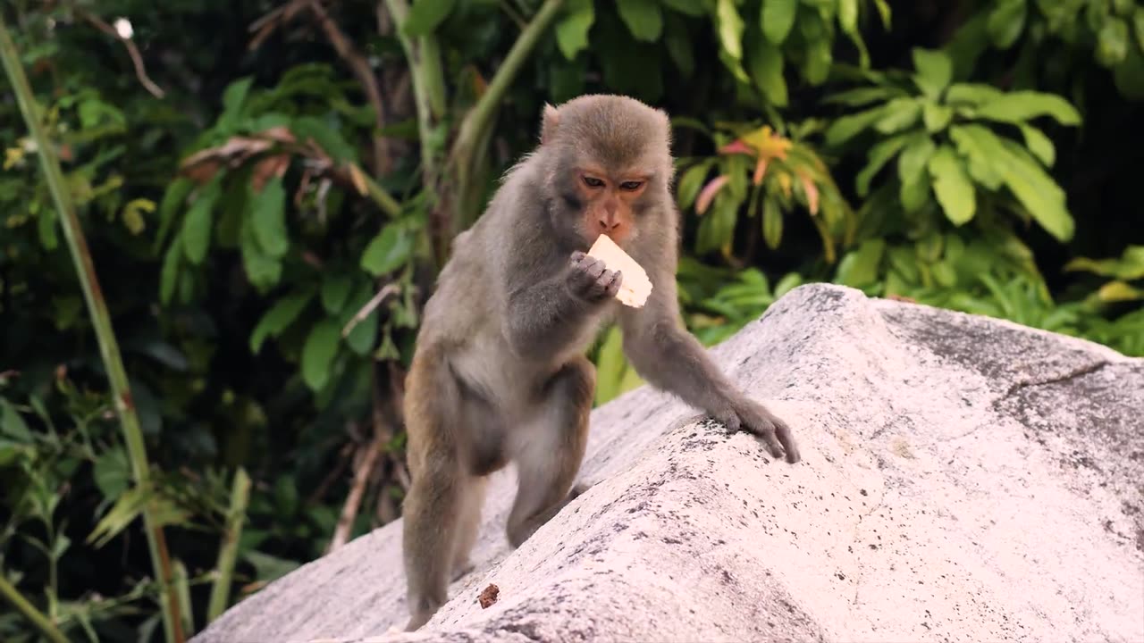 Experience the Wonders of Nature and Animals in 8K High Definition