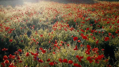 Poppies field.