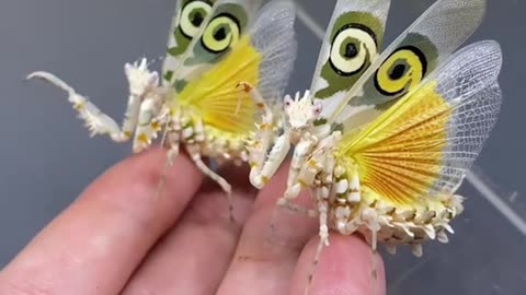 African Flower Mantis